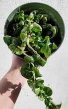 Load image into Gallery viewer, Hoya Carnosa Compacta