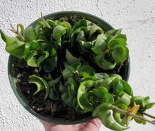 Load image into Gallery viewer, Hoya Carnosa Compacta