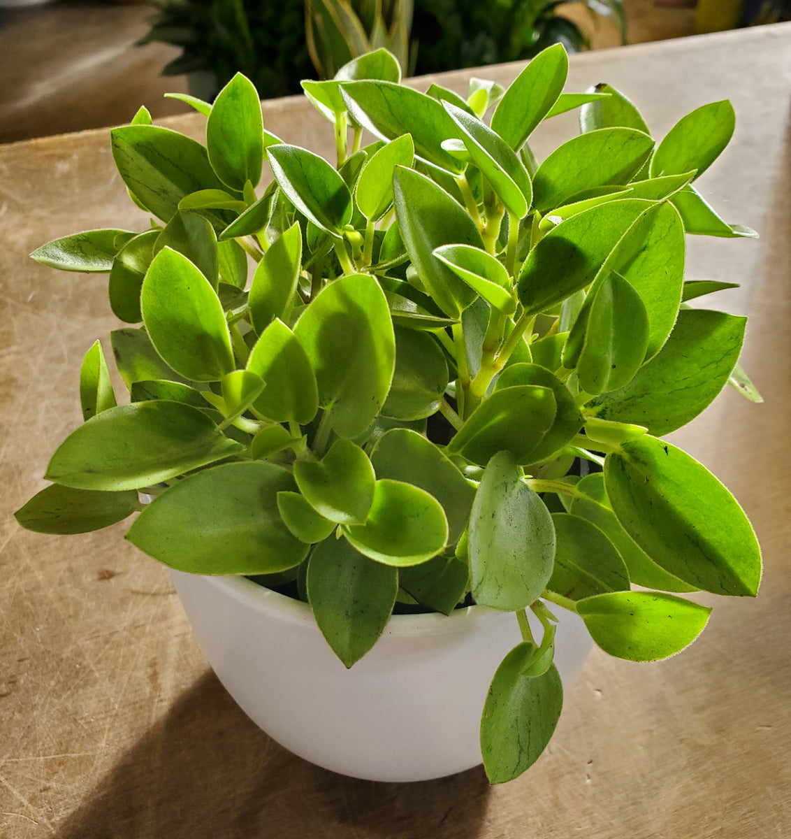 pixie plant succulent Peperomia Pixie Lime – Lush Plant Co. Decatur