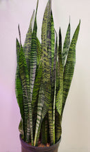 Load image into Gallery viewer, Sansevieria Zeylanica