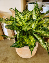 Load image into Gallery viewer, Aglaonema Spring Snow