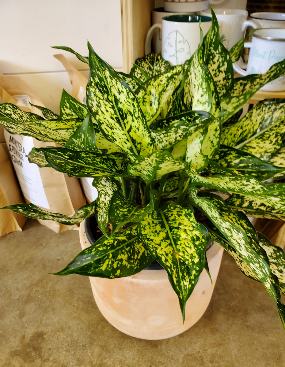 snow aglaonema Aglaonema Spring Snow