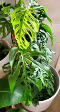 Load image into Gallery viewer, Monstera Adansonii