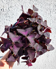 Load image into Gallery viewer, Oxalis Triangularis