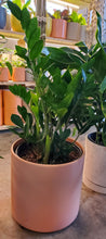 Load image into Gallery viewer, Zamioculcas Zamifolia "ZZ" Plant