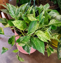Load image into Gallery viewer, Marble Queen Pothos
