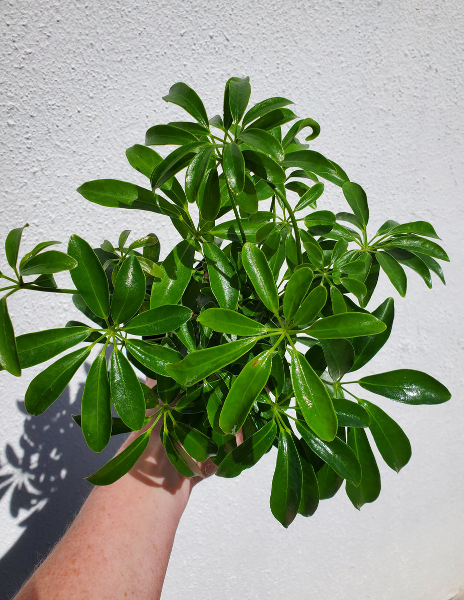 schefflera arboricola benefits Schefflera Arboricola “Umbrella Tree”