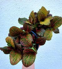 Load image into Gallery viewer, Fittonia