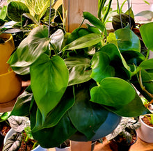 Load image into Gallery viewer, Philodendron Cordatum