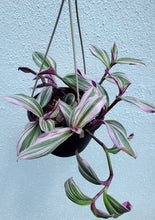 Load image into Gallery viewer, Tradescantia Nanouk