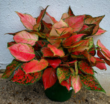 Load image into Gallery viewer, Aglaonema Wishes