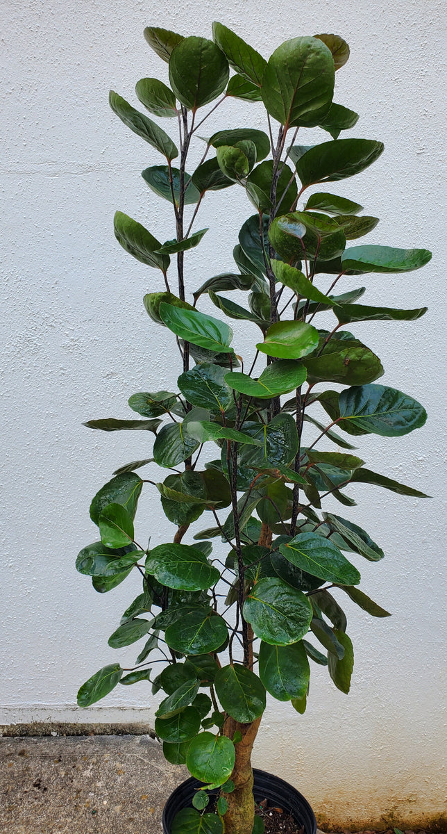 Aralia