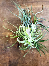 Load image into Gallery viewer, Air Plant - Tillandsia Varieties