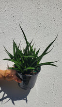 Load image into Gallery viewer, Sansevieria Fernwood