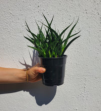 Load image into Gallery viewer, Sansevieria Fernwood