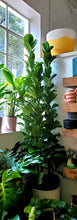 Load image into Gallery viewer, Ficus Lyrata - Fiddle Leaf Fig