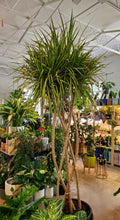 Load image into Gallery viewer, Dracaena Marginata Ray of Sunshine