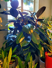 Load image into Gallery viewer, Ficus Elastica Burgundy
