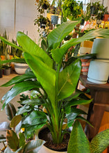 Load image into Gallery viewer, White Bird of Paradise