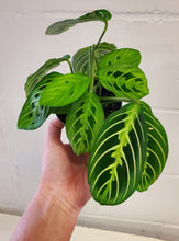 Load image into Gallery viewer, Lemon Lime Maranta