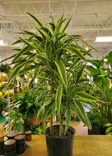 Load image into Gallery viewer, Dracaena Lemon Lime