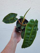 Load image into Gallery viewer, Philodendron Billietiae