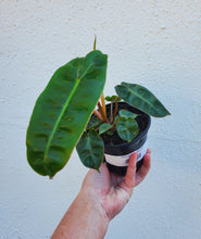 Load image into Gallery viewer, Philodendron Billietiae