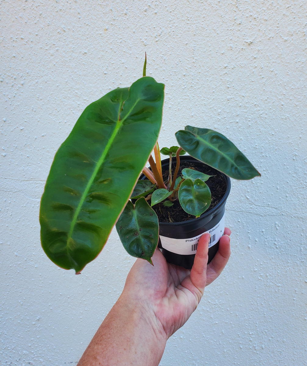 philodendron billietie Philodendron Billietiae