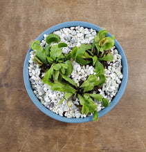 Load image into Gallery viewer, Venus Fly Trap