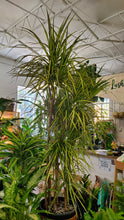 Load image into Gallery viewer, Dracaena Marginata Ray of Sunshine