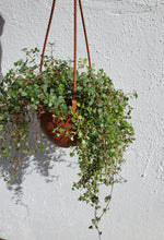 Load image into Gallery viewer, Pilea Baby Tears