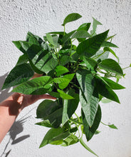 Load image into Gallery viewer, Epipremnum Pinnatum - Cebu Blue