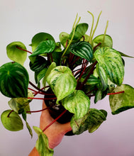 Load image into Gallery viewer, Watermelon Peperomia