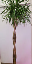 Load image into Gallery viewer, Dracaena Marginata