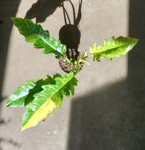Load image into Gallery viewer, Philodendron Ring of Fire