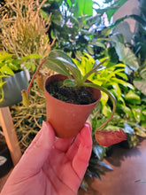 Load image into Gallery viewer, Nepenthes Pitcher Plant