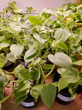 Load image into Gallery viewer, Peperomia Cupid