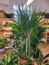 Load image into Gallery viewer, Dracaena Marginata