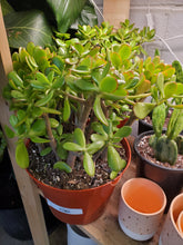 Load image into Gallery viewer, Succulents - Jade