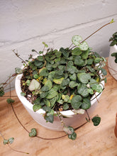 Load image into Gallery viewer, String of Hearts