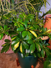 Load image into Gallery viewer, Schefflera Arboricola “Umbrella Tree”
