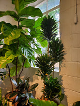 Load image into Gallery viewer, Dracaena Janet Craig Compacta Cane