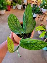 Load image into Gallery viewer, Monstera Peru
