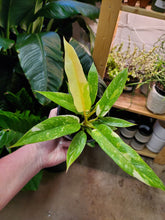 Load image into Gallery viewer, Philodendron Ring of Fire