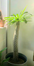 Load image into Gallery viewer, Madagascar Palm