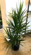 Load image into Gallery viewer, Dracaena Marginata