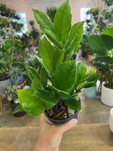 Load image into Gallery viewer, Zamioculcas Zamifolia "ZZ" Plant