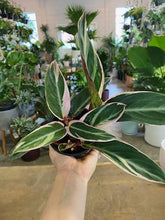 Load image into Gallery viewer, Stromanthe Triostar