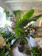 Load image into Gallery viewer, White Bird of Paradise