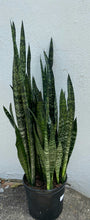 Load image into Gallery viewer, Sansevieria Wintergreen